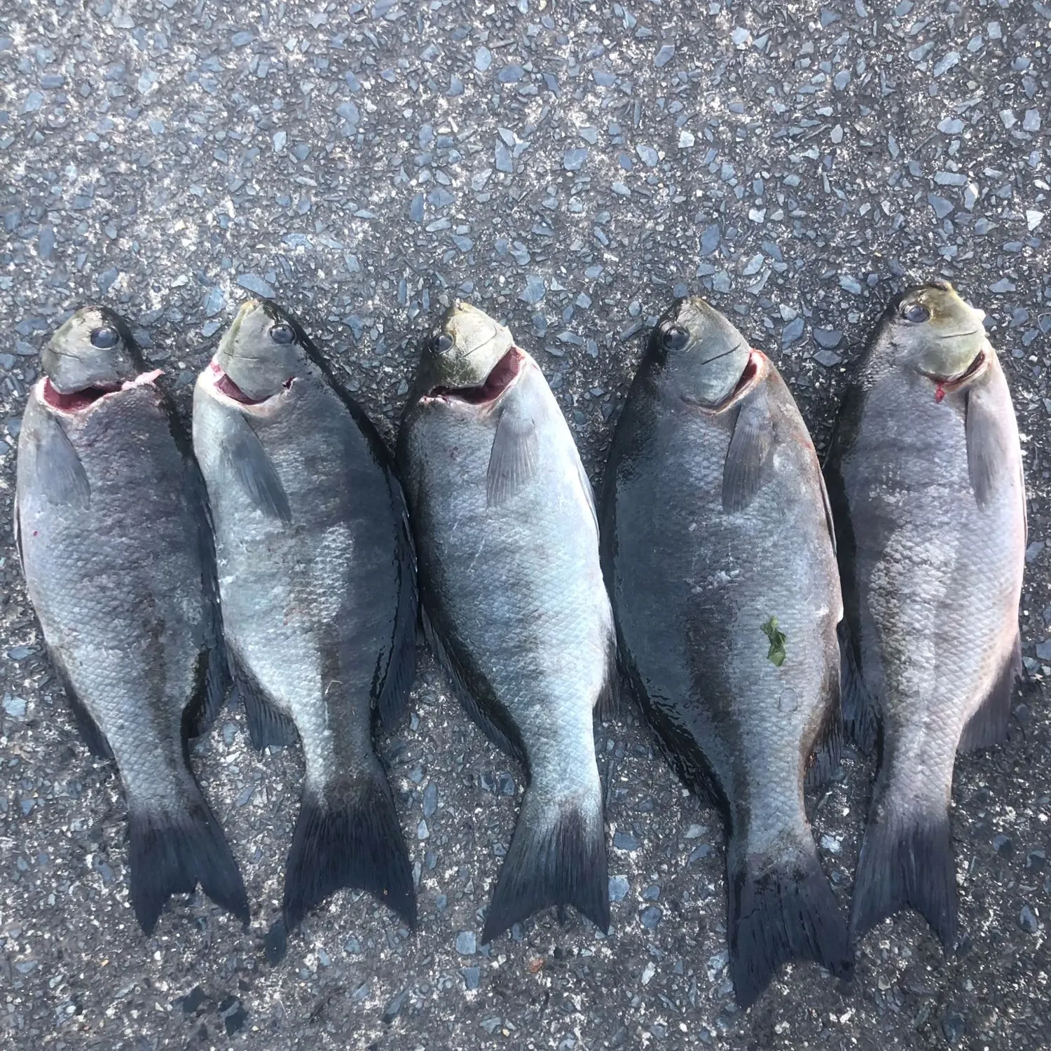 recently logged catches