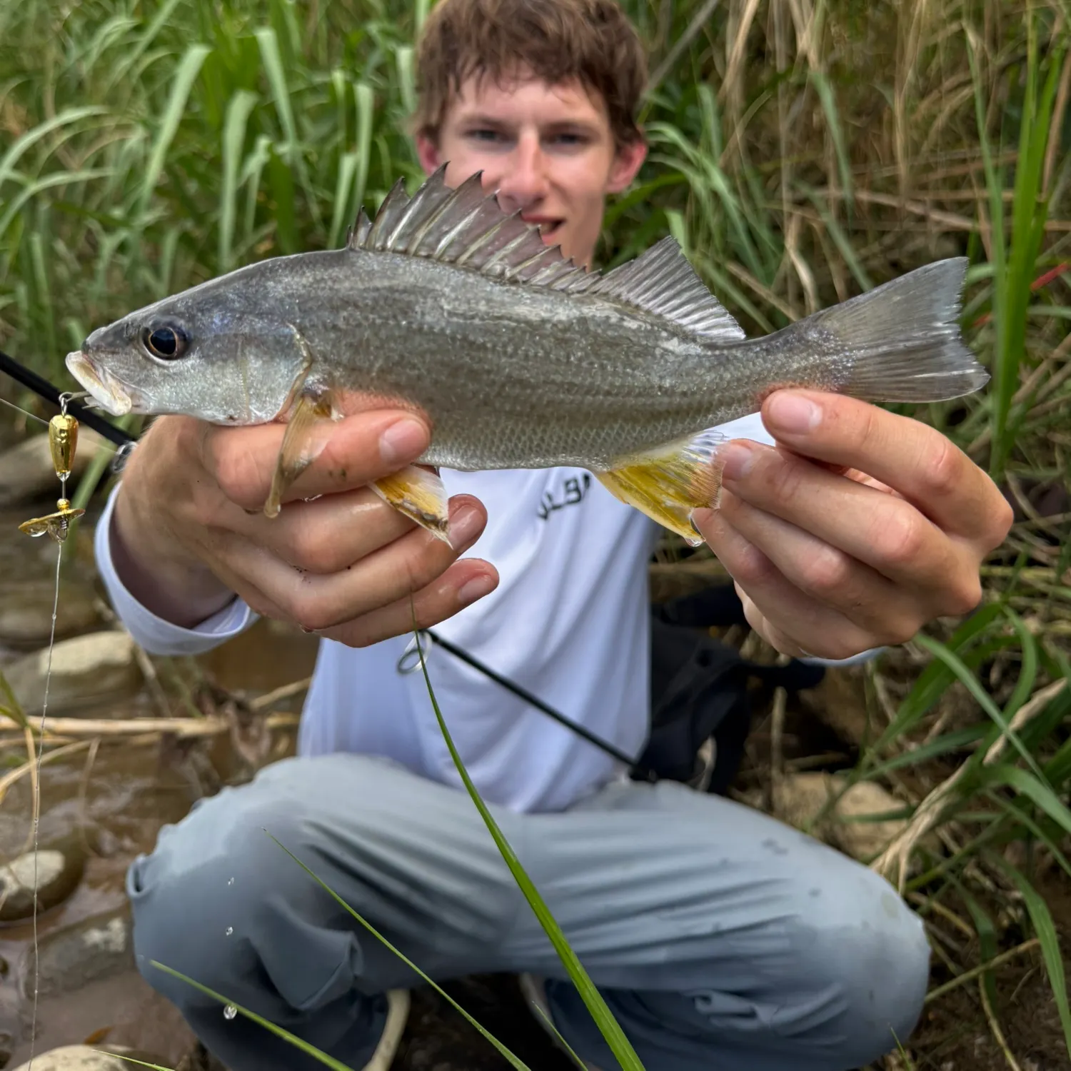 The most recent Purplemouth grunt catches on Fishbrain