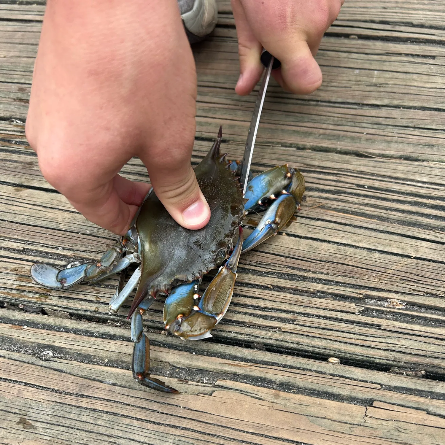 Blue crab caught on Fishbrain