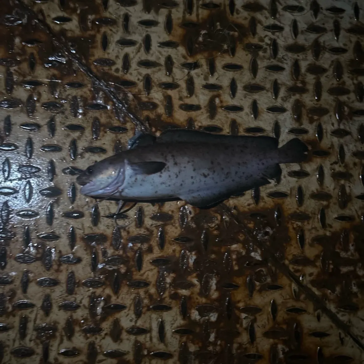 The most recent White hake catches on Fishbrain