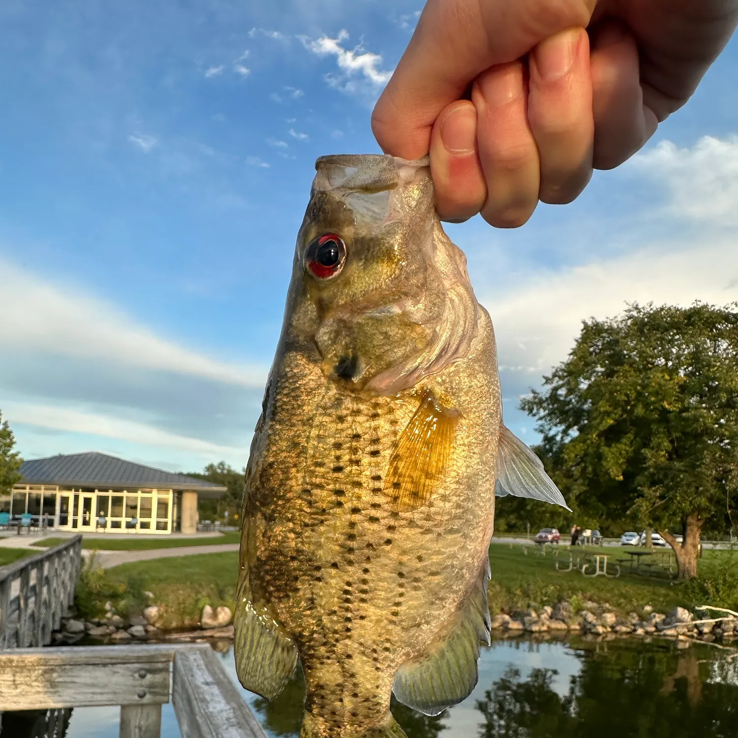 Rock bass caught on Fishbrain