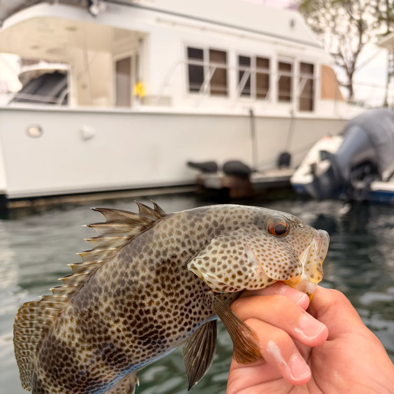 catch