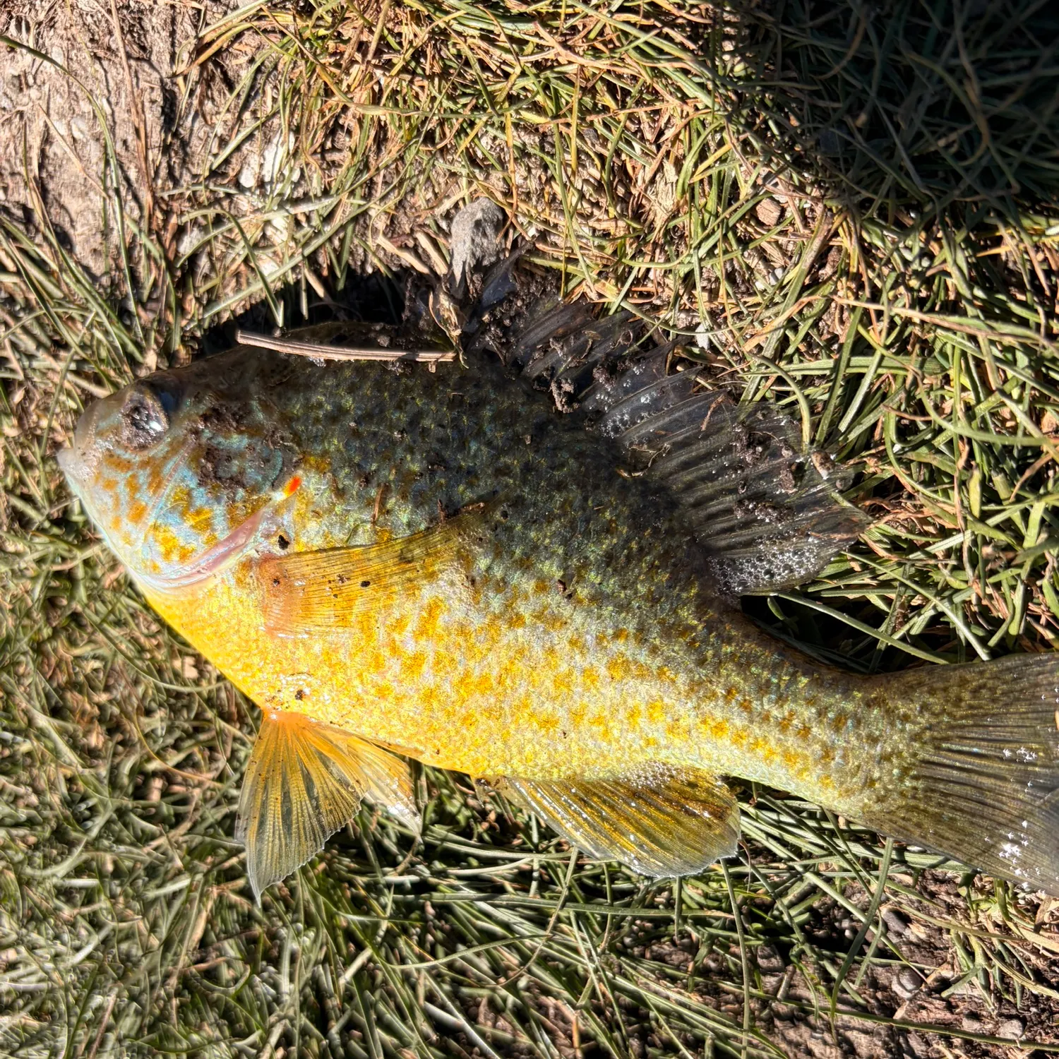 Pumpkinseed caught on Fishbrain