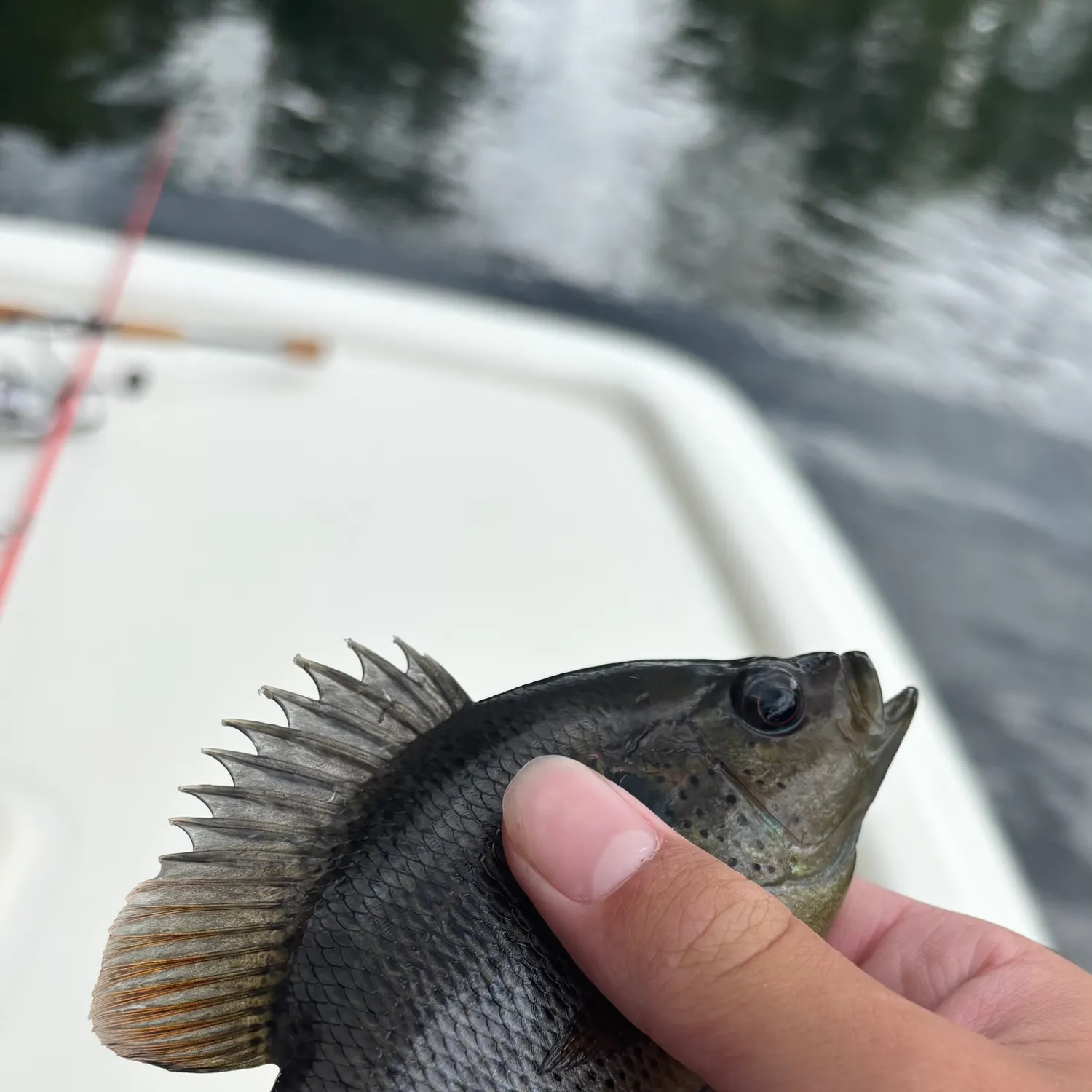 most liked catch image