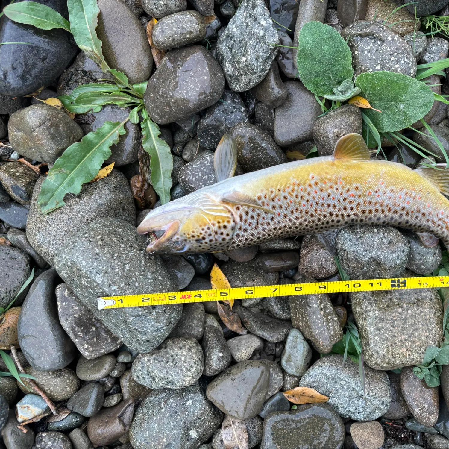 recently logged catches