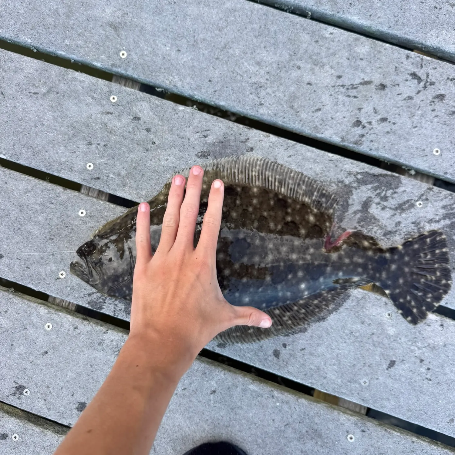 Red drum caught on Fishbrain