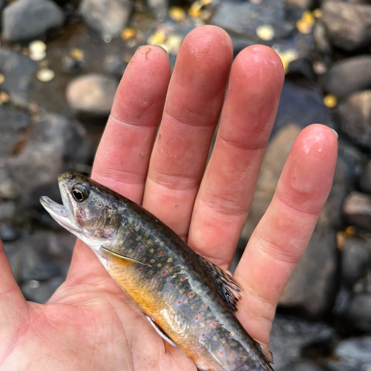 Brook trout caught on Fishbrain