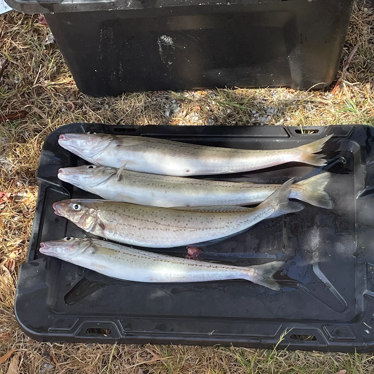 The most recent King George whiting catches on Fishbrain