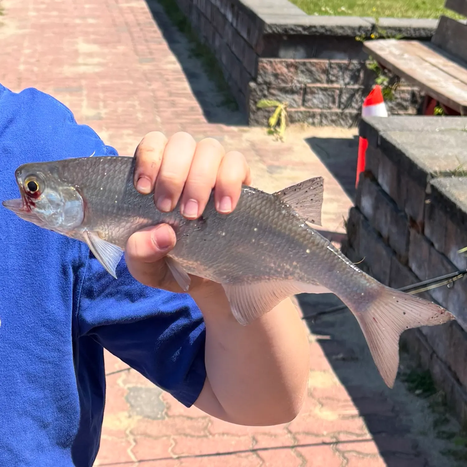 Mooneye caught on Fishbrain