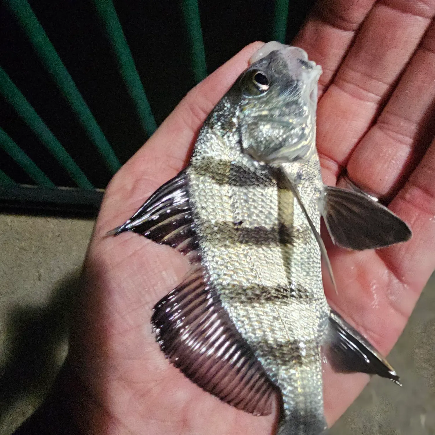 Black drum caught on Fishbrain