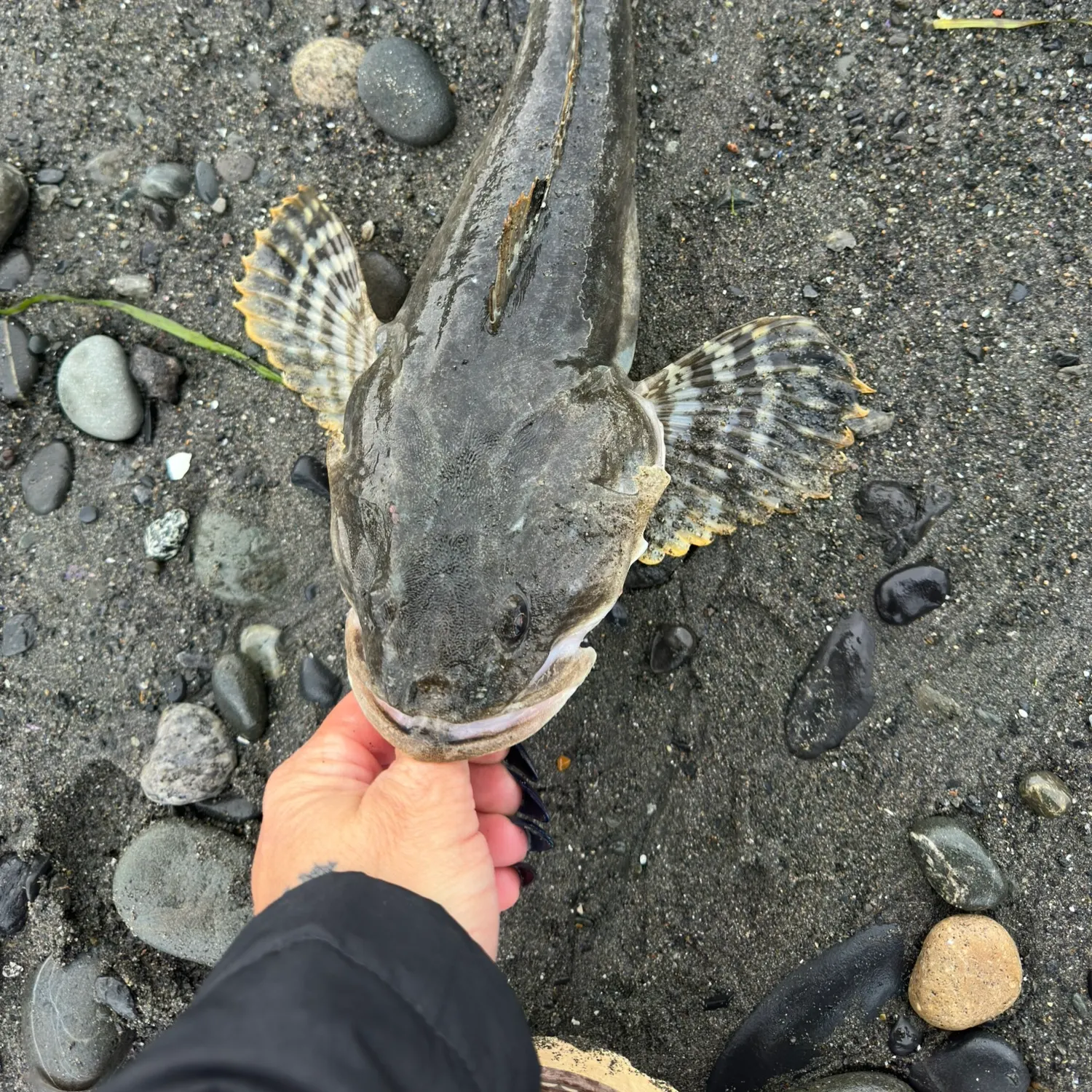 The most recent Buffalo sculpin catches on Fishbrain