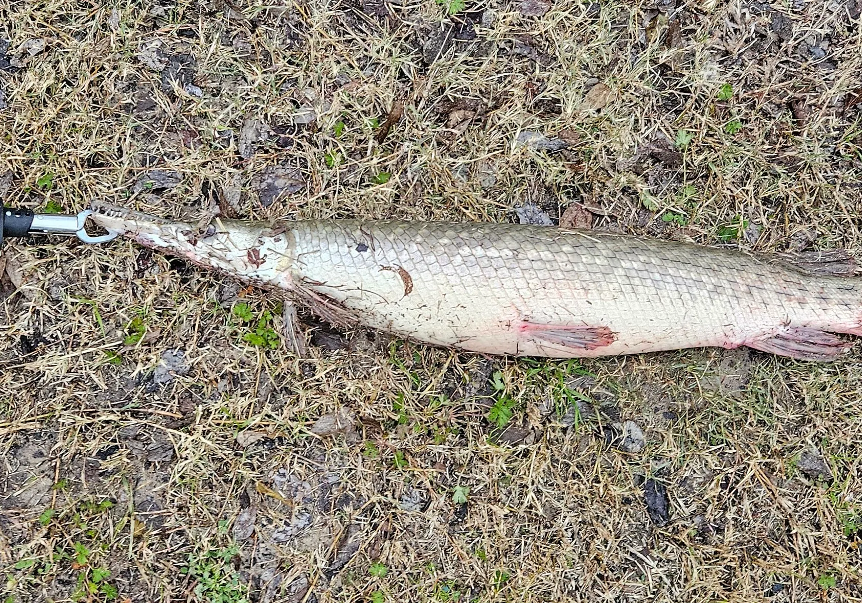 Shortnose gar