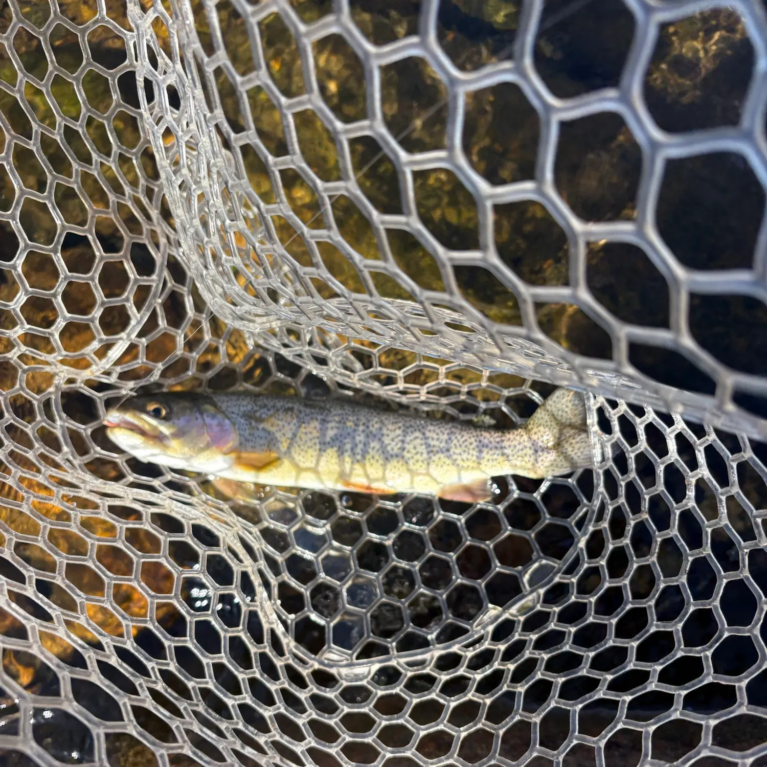 Rainbow trout caught on Fishbrain