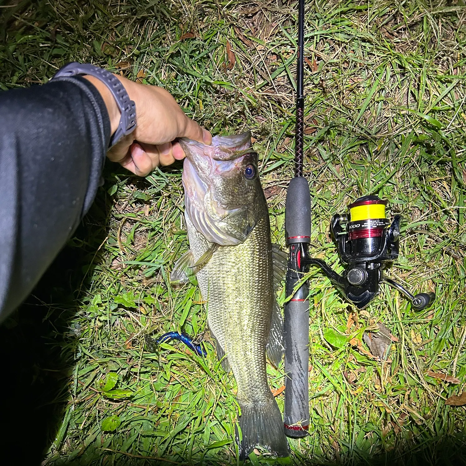 Largemouth bass caught on Fishbrain