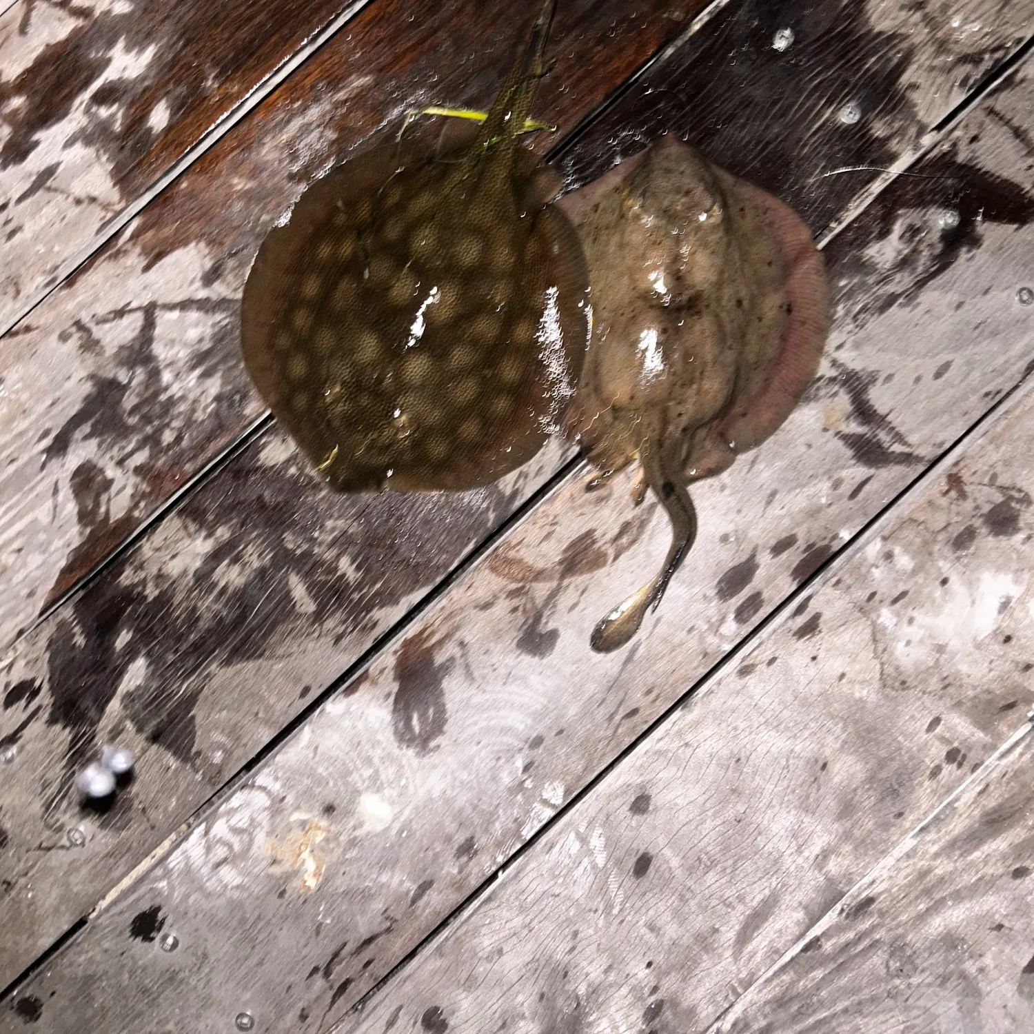 The most recent Haller's round ray catches on Fishbrain