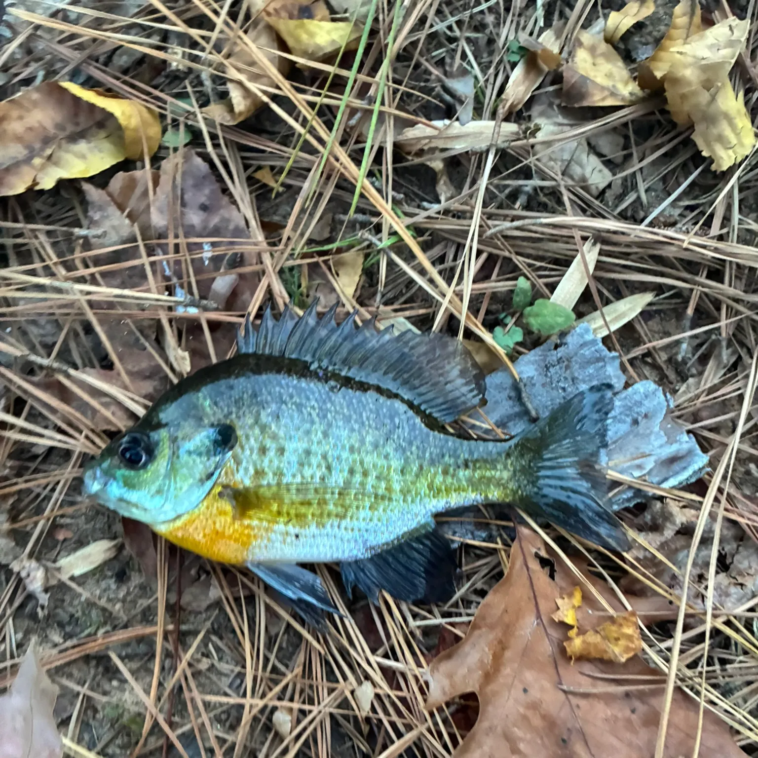 Bluegill caught on Fishbrain