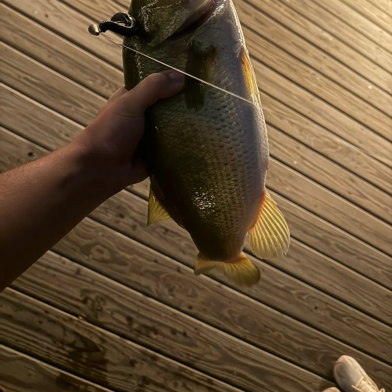 Largemouth bass caught on Fishbrain