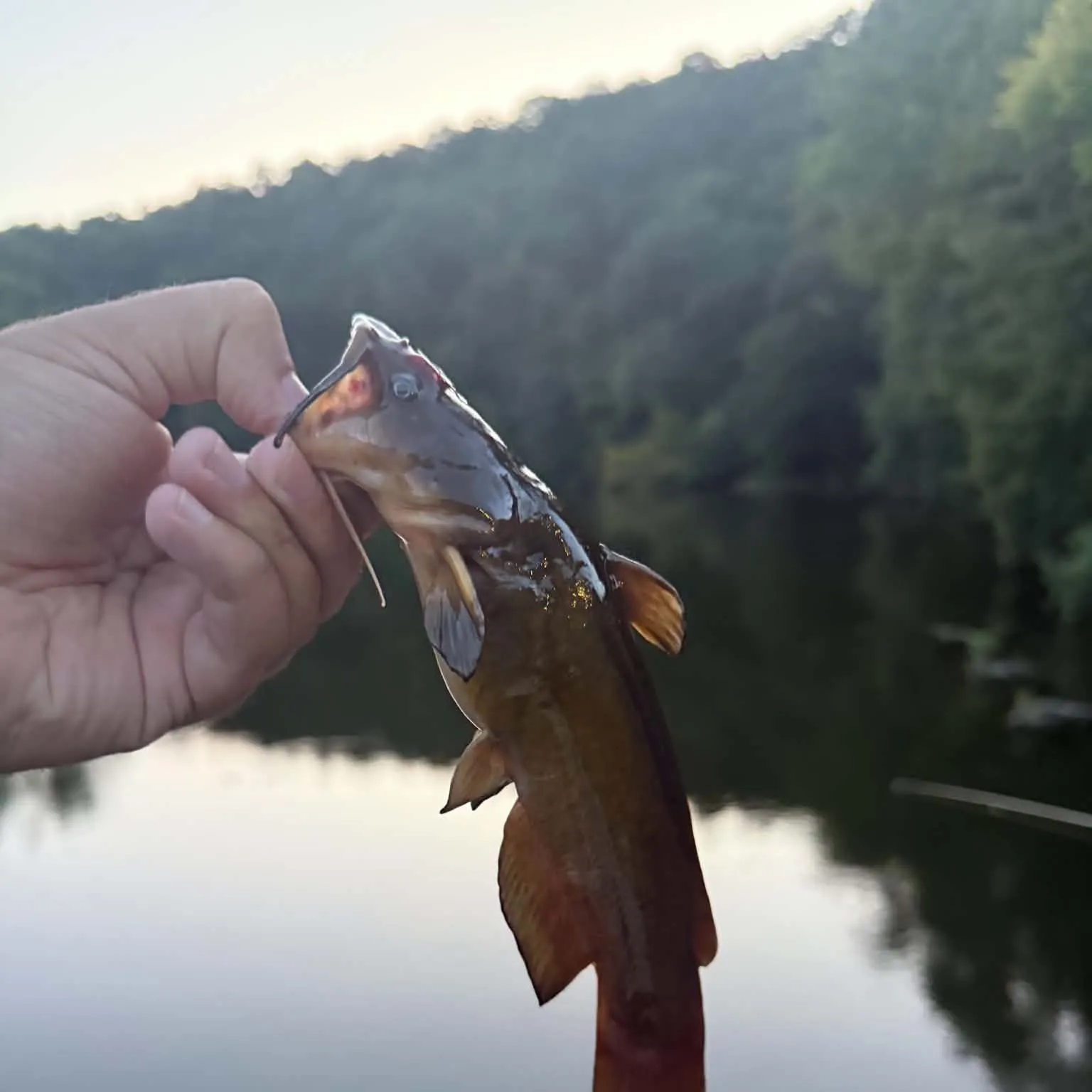 Yellow bullhead caught on Fishbrain