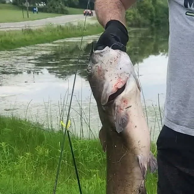 Channel catfish caught on Fishbrain