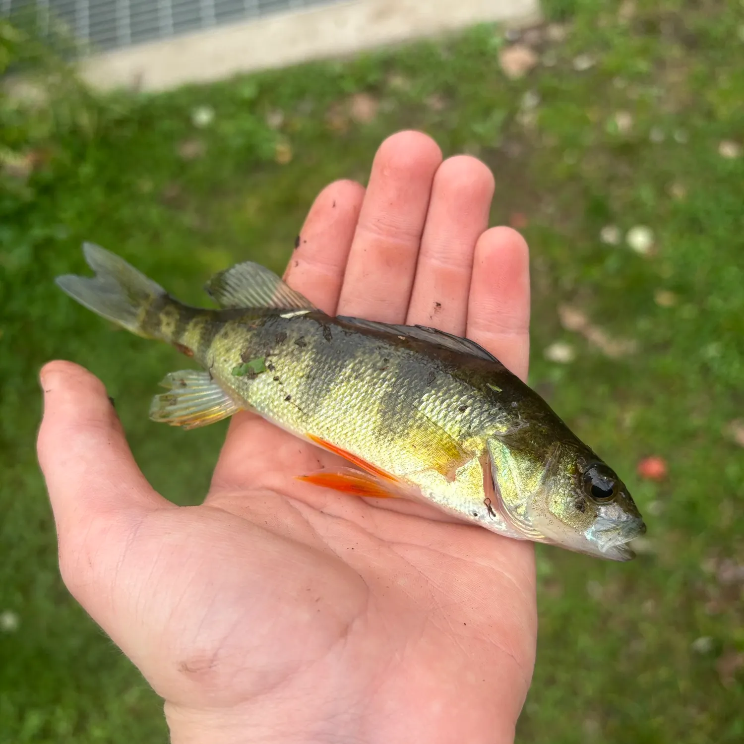Yellow perch caught on Fishbrain