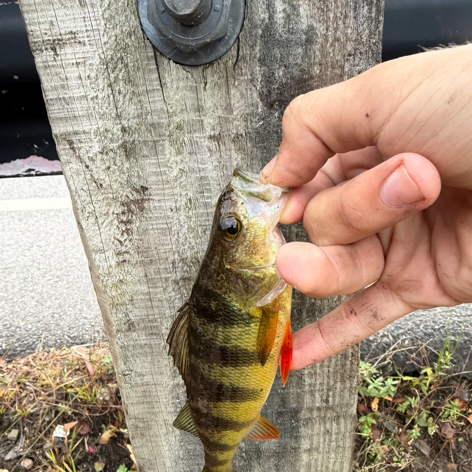 Yellow perch caught on Fishbrain