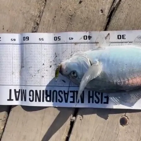 The most recent Silver trevally catches on Fishbrain