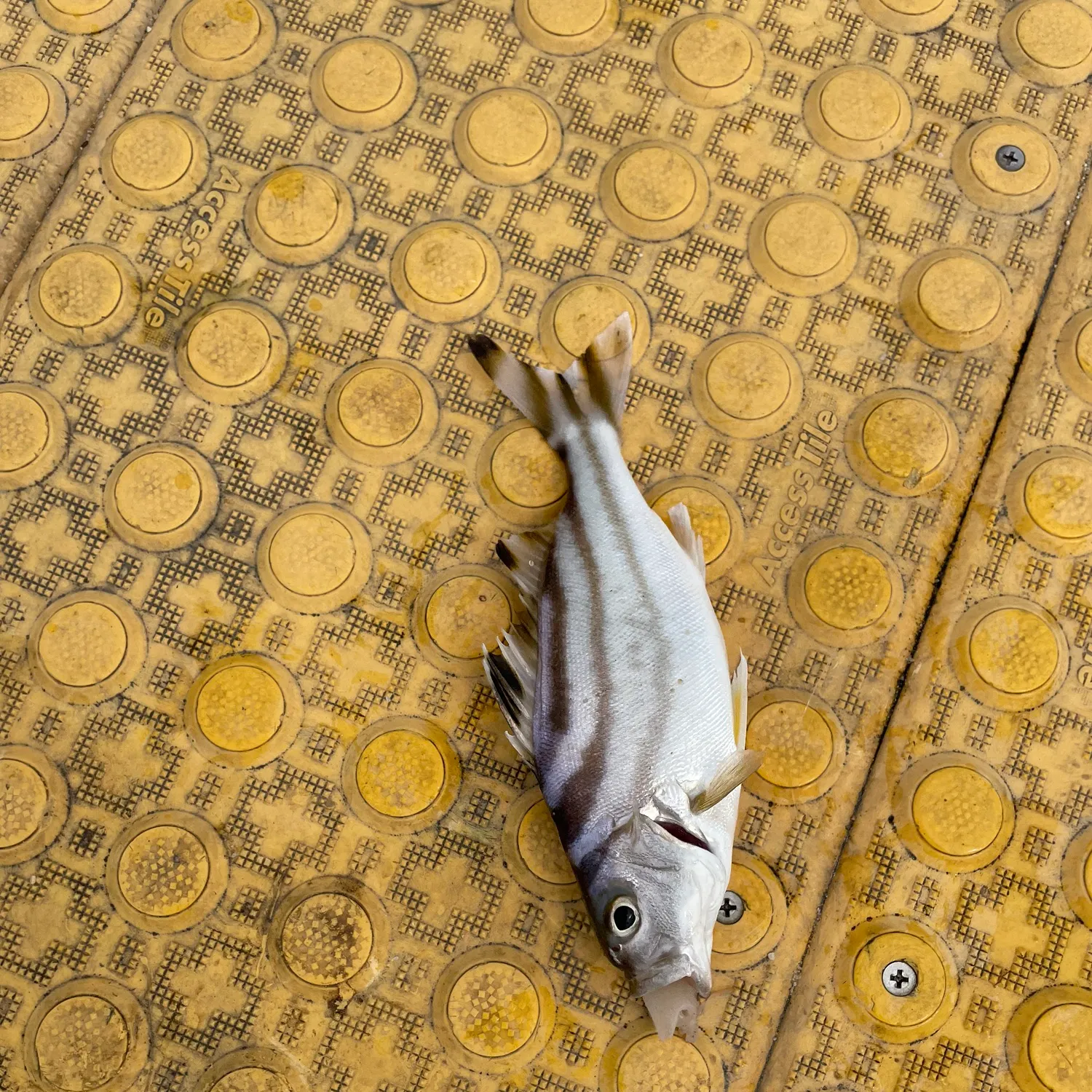 Fish caught on Fishbrain