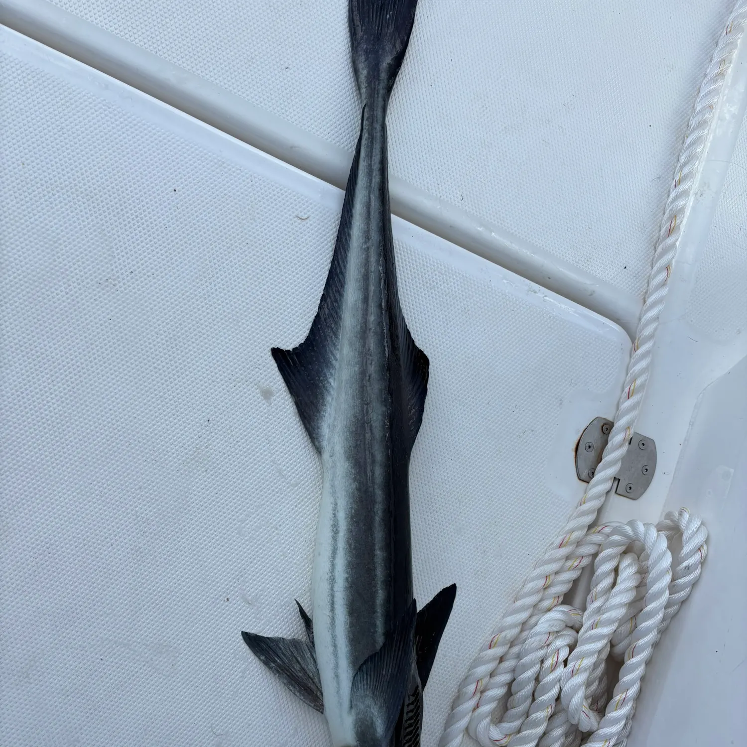 The most recent Live sharksucker catches on Fishbrain