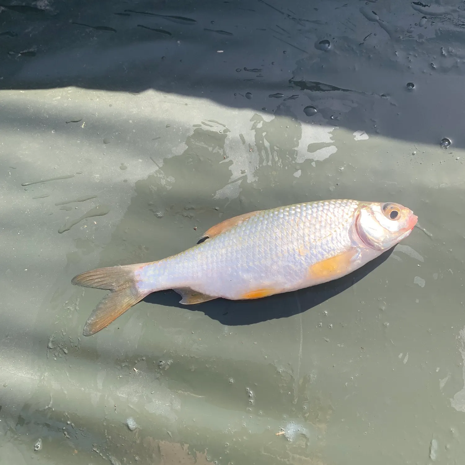 Common roach caught on Fishbrain