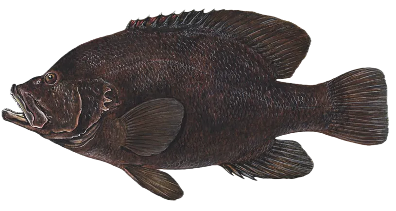 Redmouth grouper