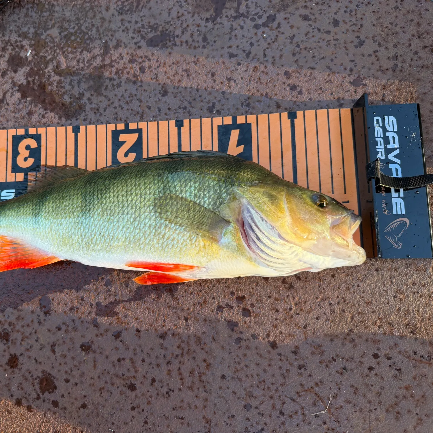 European perch caught on Fishbrain