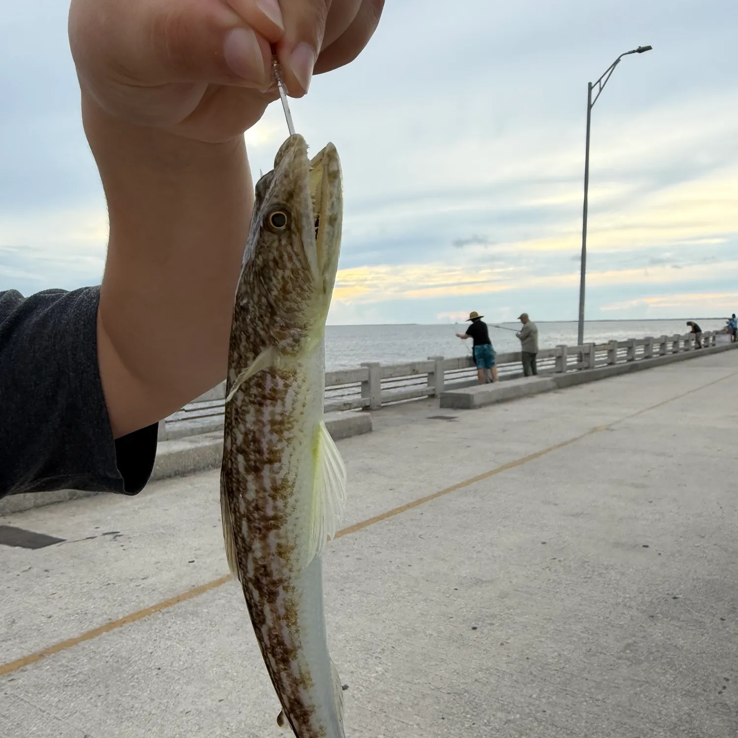 Inshore lizardfish caught on Fishbrain