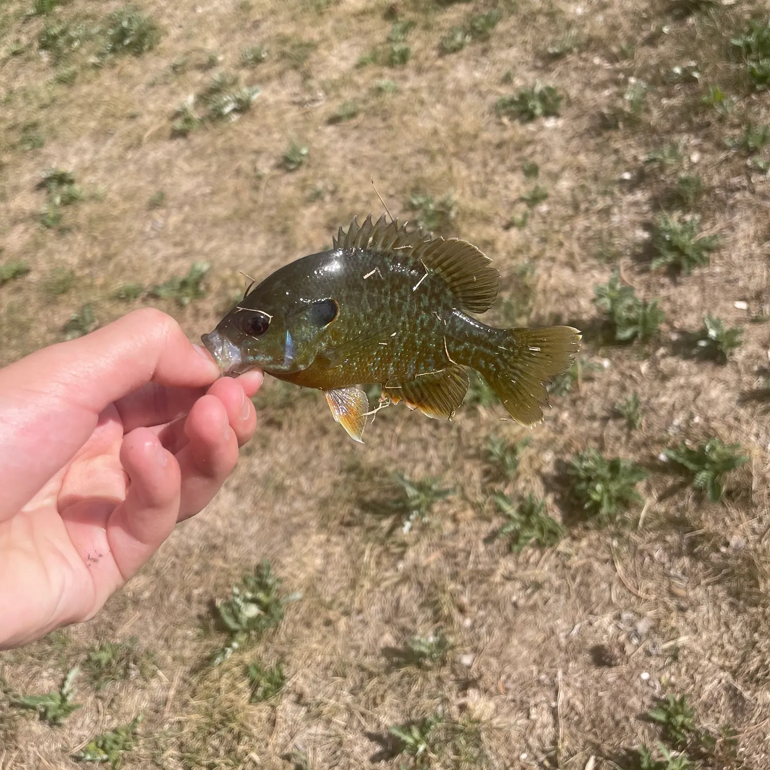 Green sunfish caught on Fishbrain