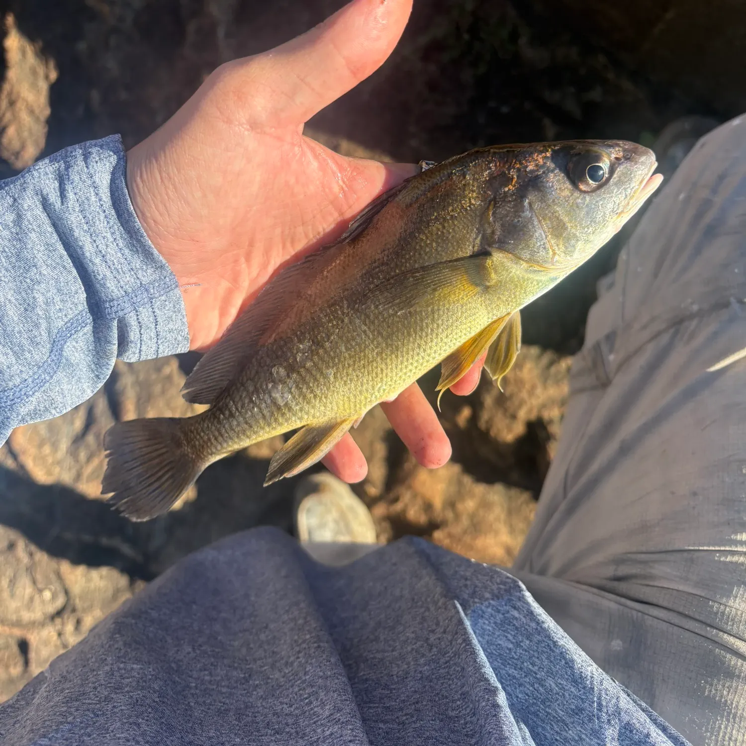 Freshwater drum caught on Fishbrain