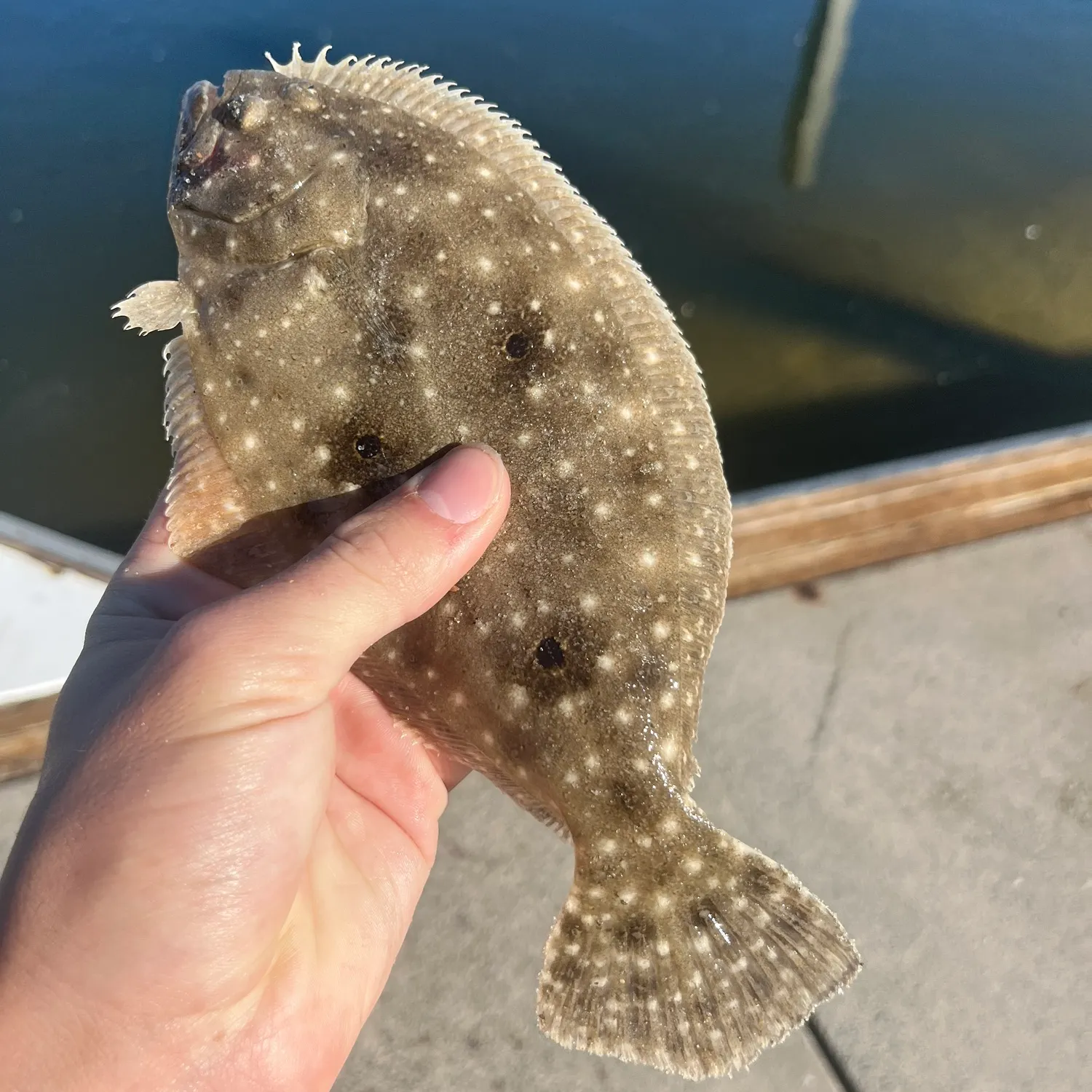 The most recent Gulf flounder catches on Fishbrain
