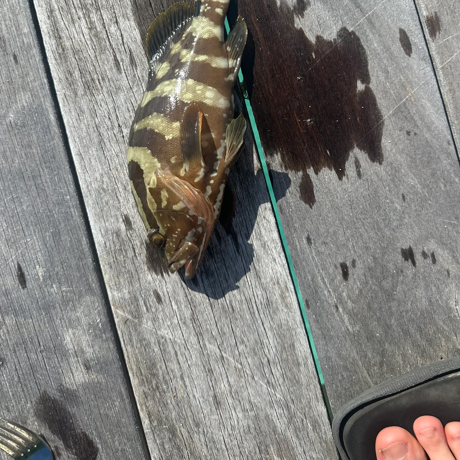 The most recent Misty grouper catches on Fishbrain