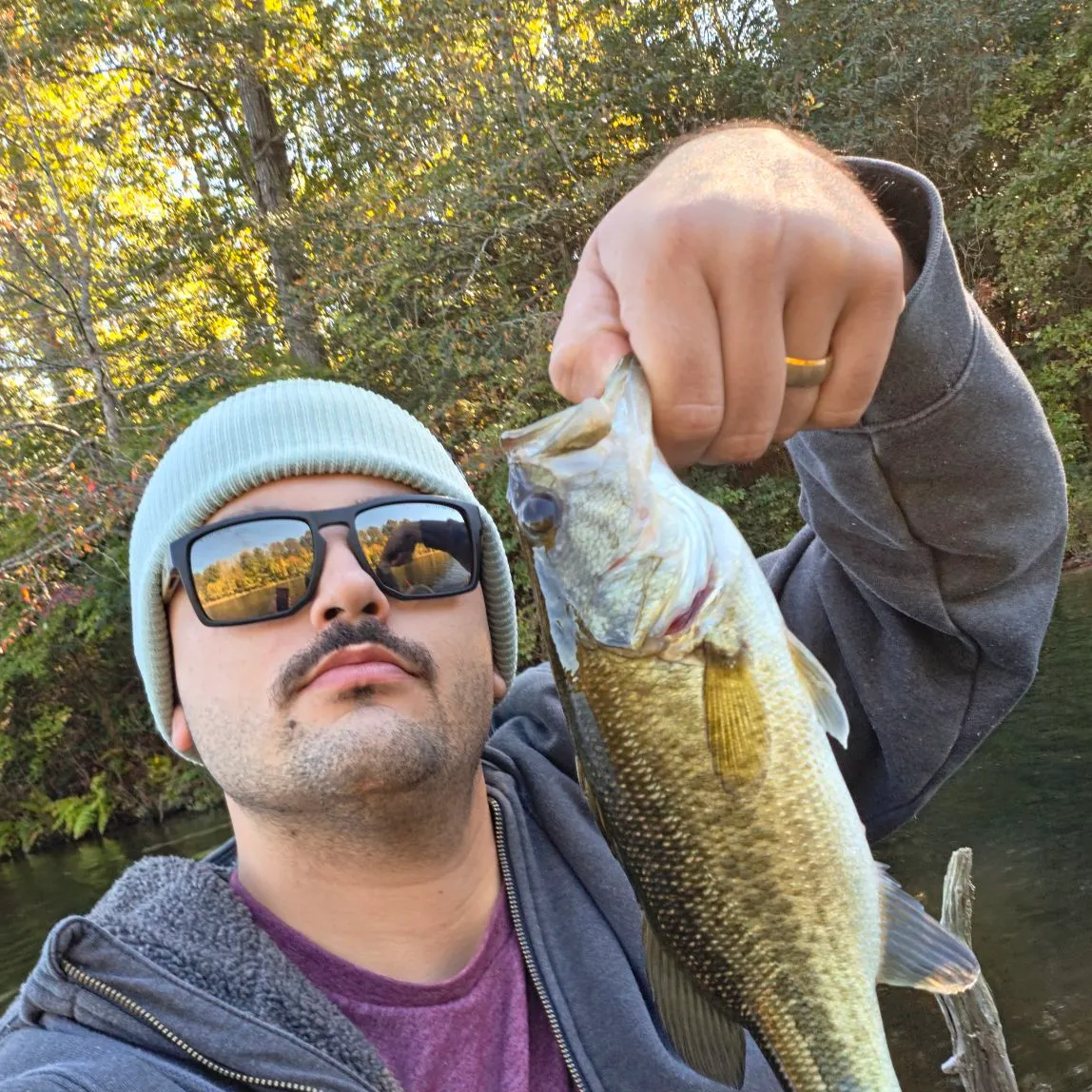 Largemouth bass caught on Fishbrain