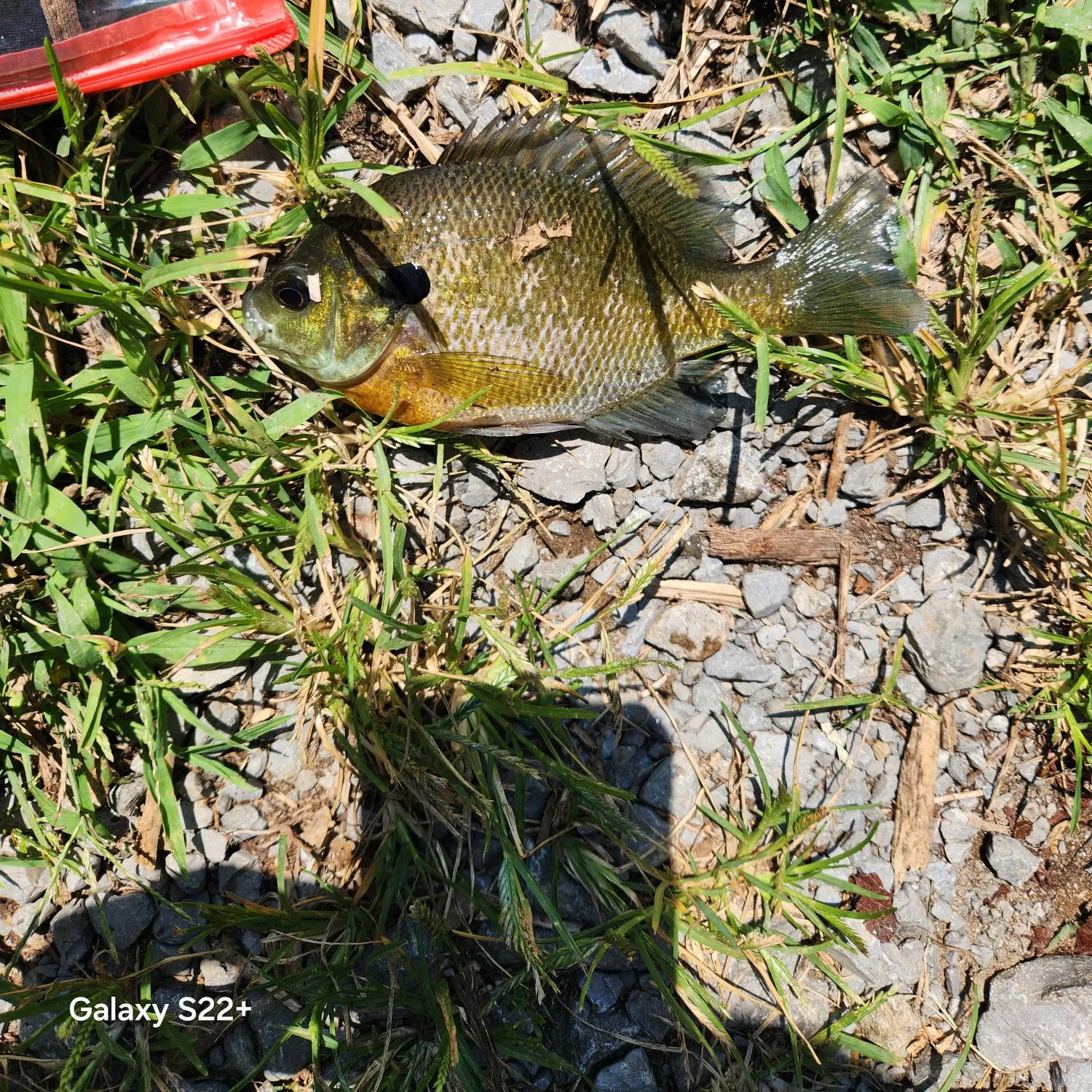 Bluegill caught on Fishbrain
