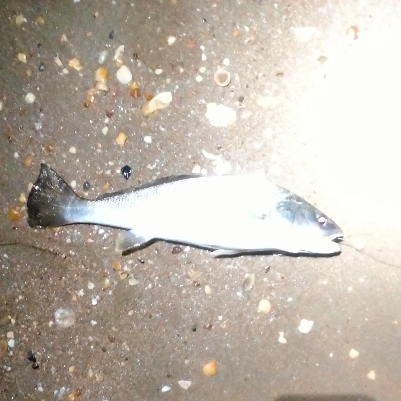 The most recent Geelbeck croaker catches on Fishbrain