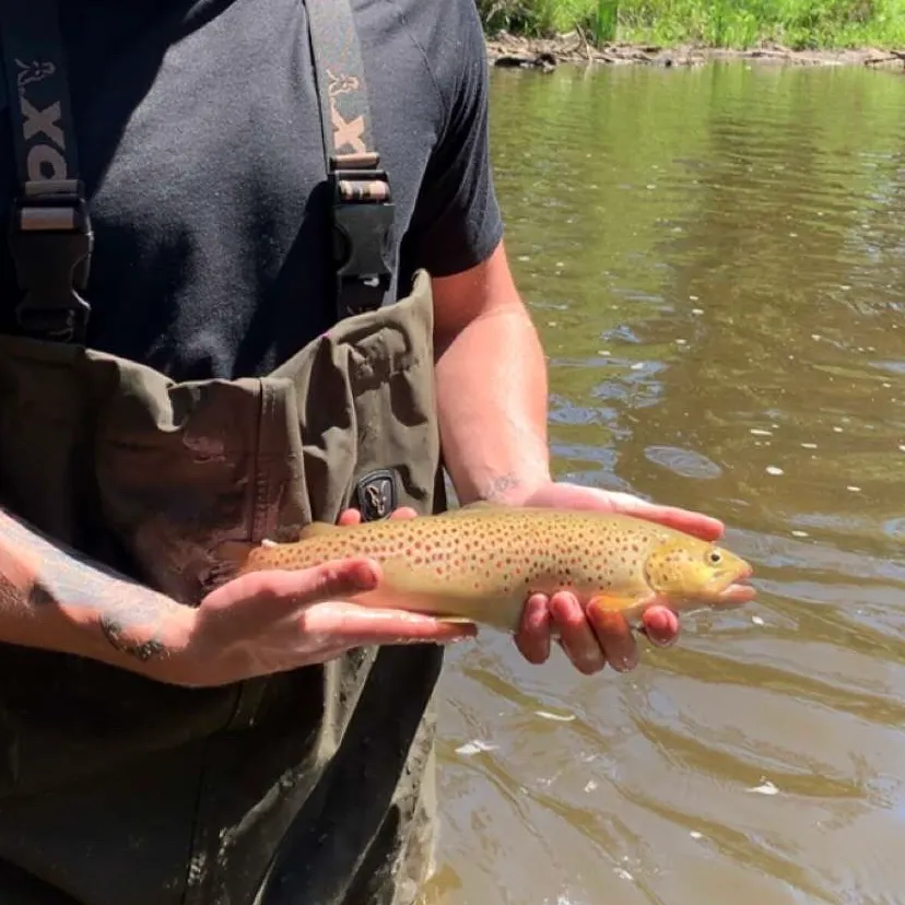 Brown trout caught on Fishbrain