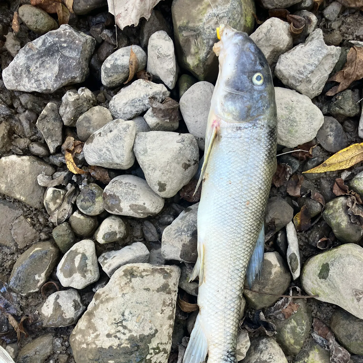 Grass carp caught on Fishbrain