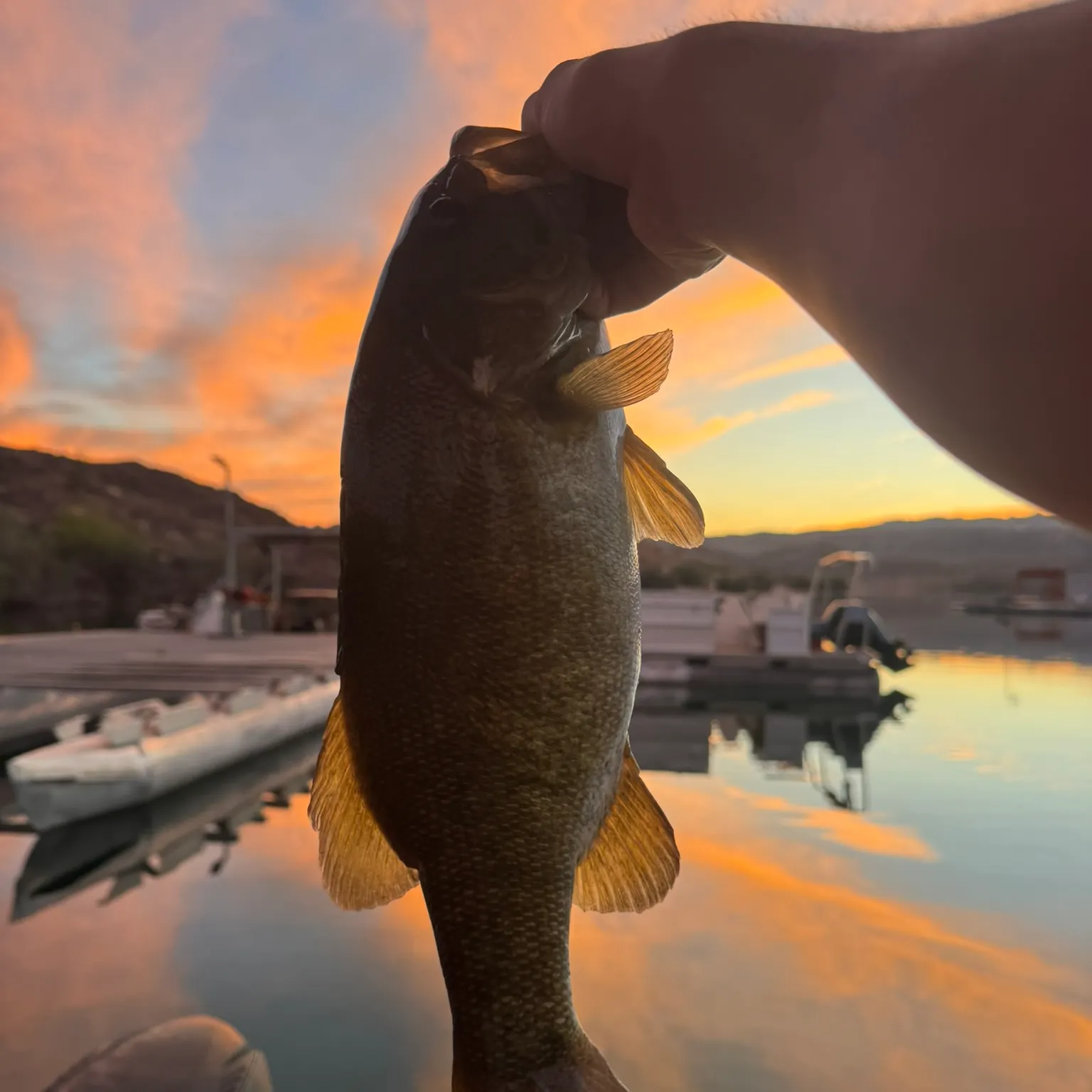 The most recent Smallmouth bass catches on Fishbrain