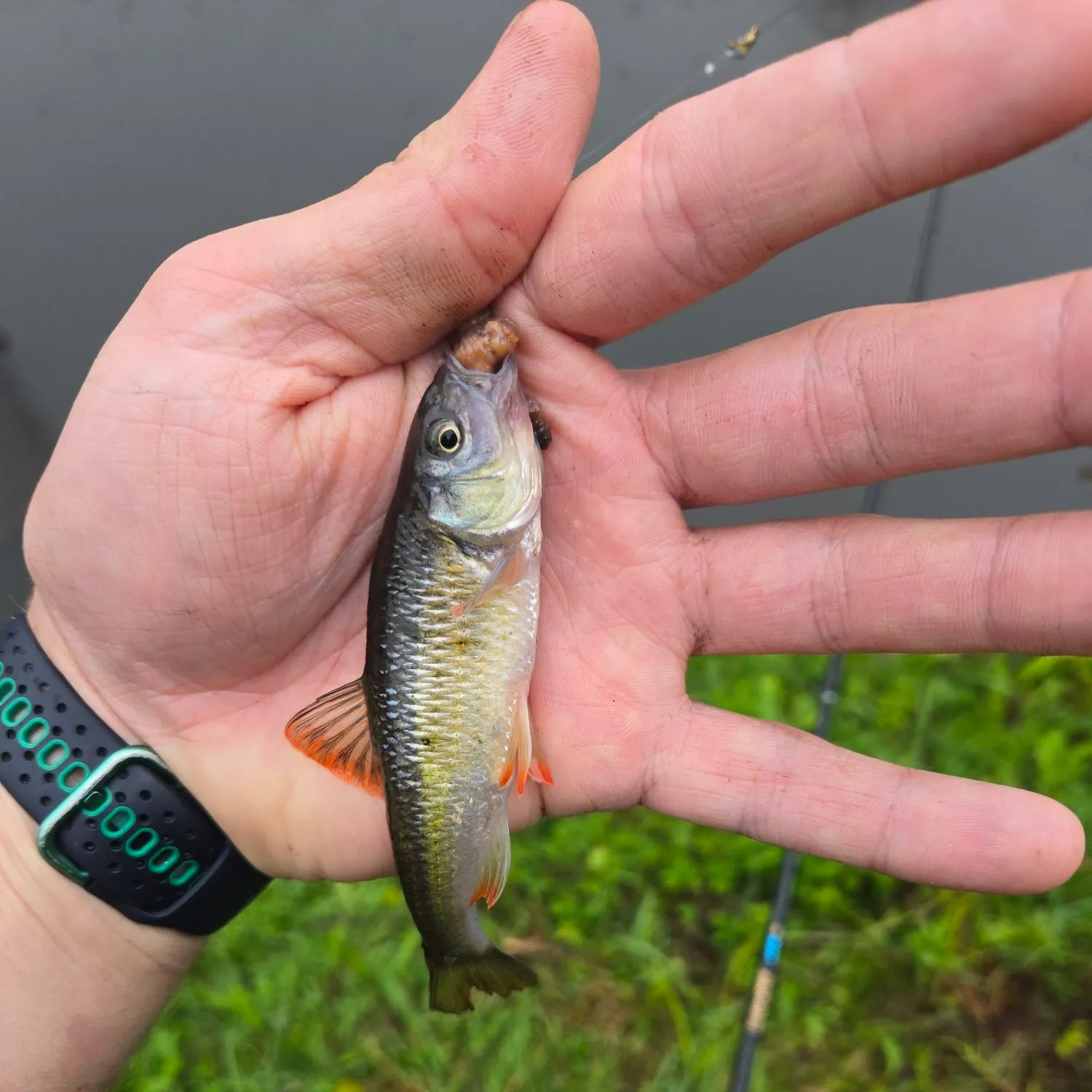 Fallfish caught on Fishbrain