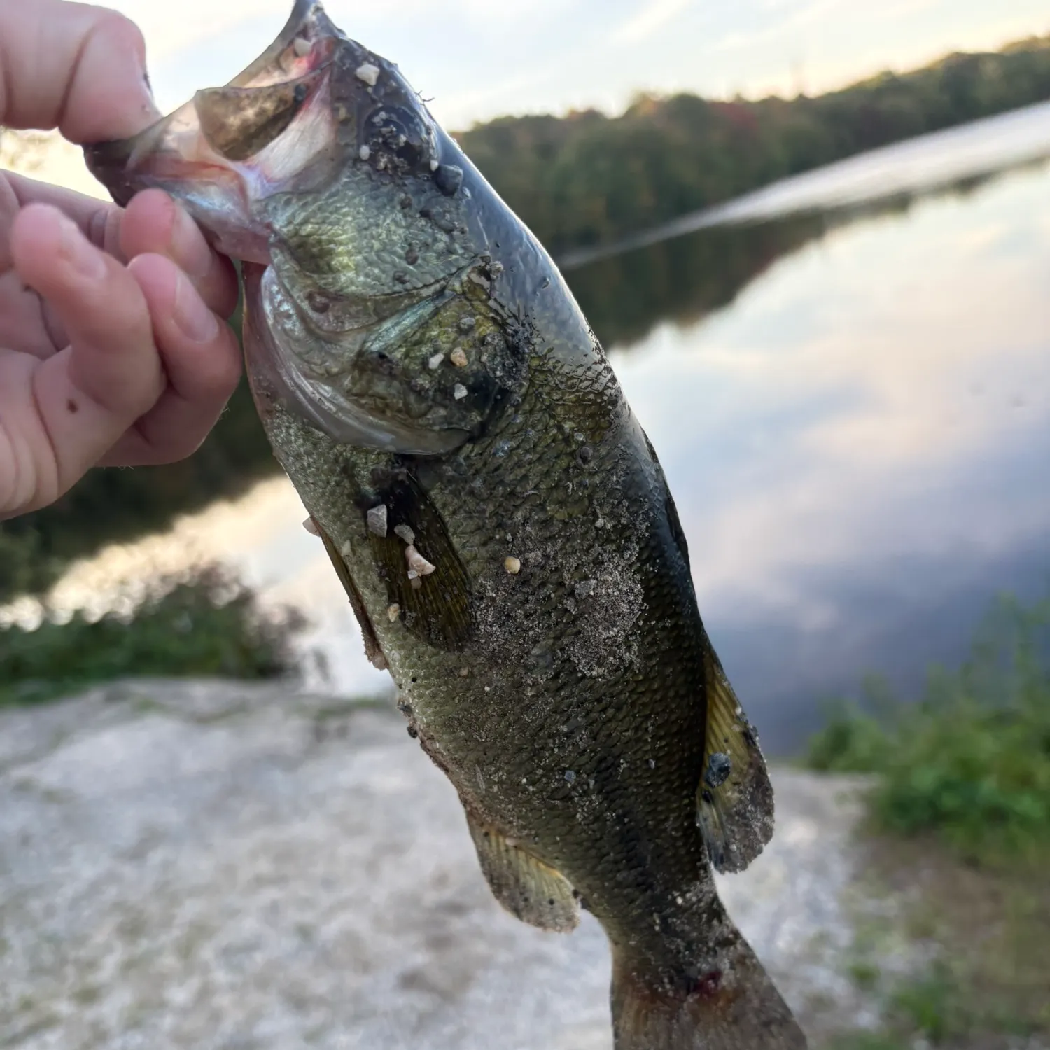 Largemouth bass caught on Fishbrain