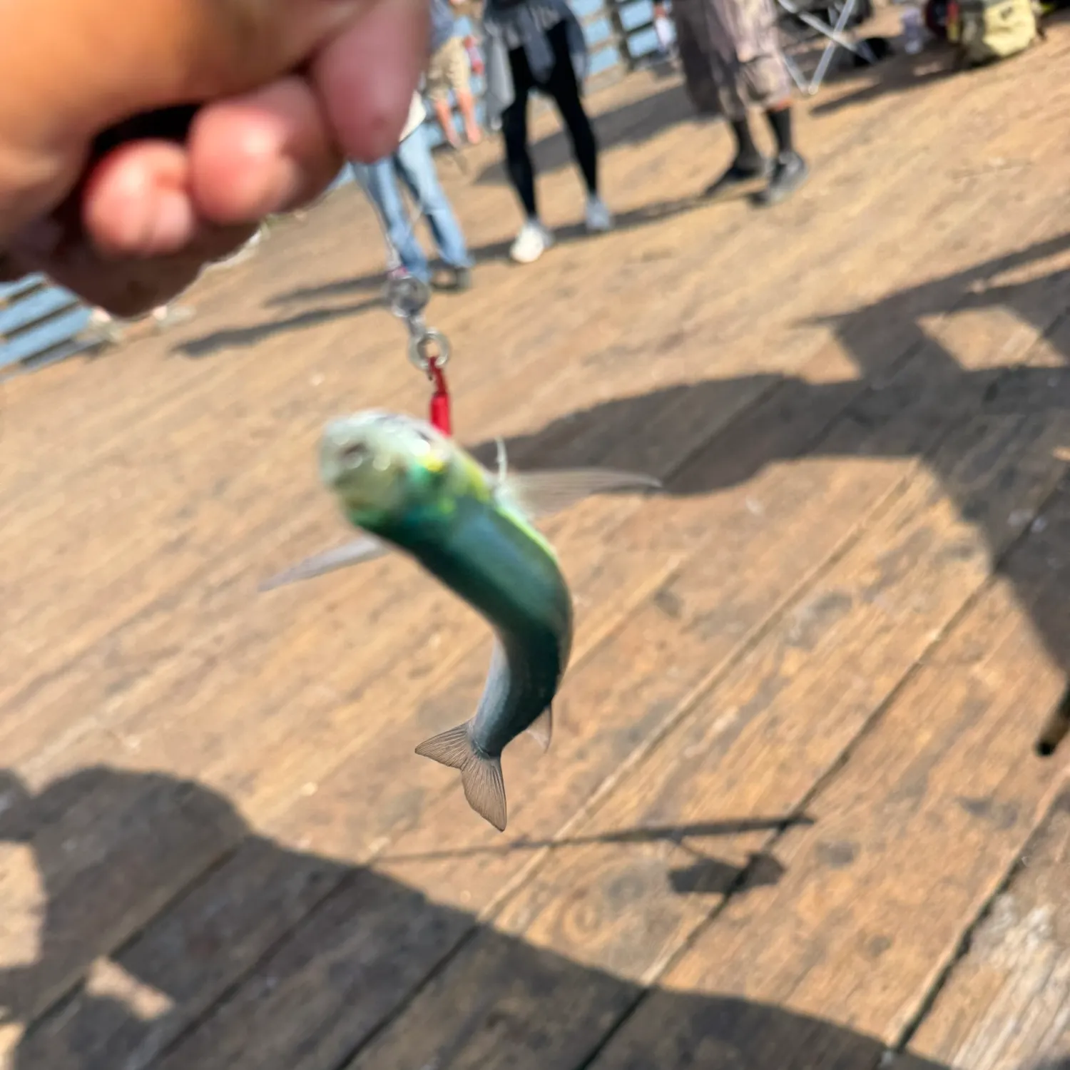 The most recent Topsmelt silverside catches on Fishbrain