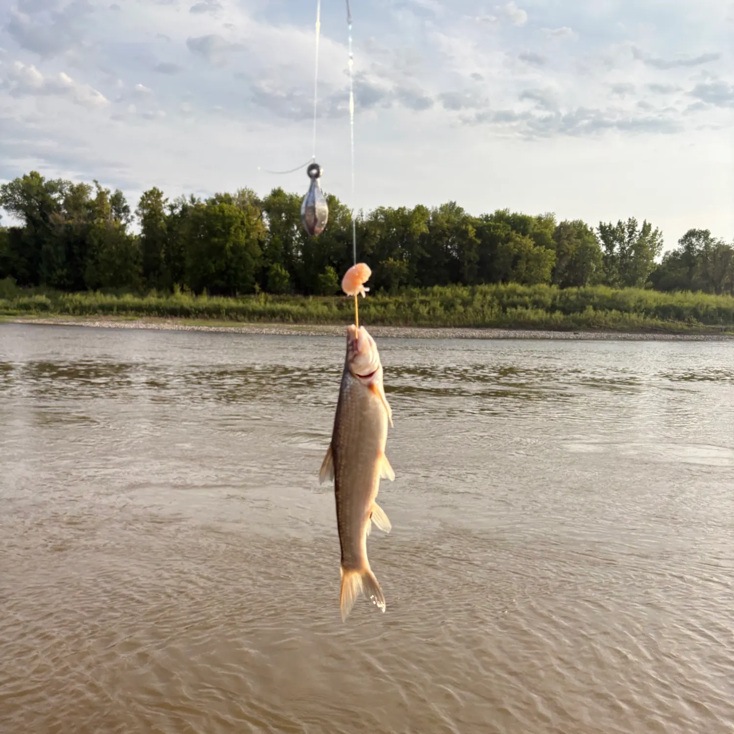 The most recent Flathead chub catches on Fishbrain