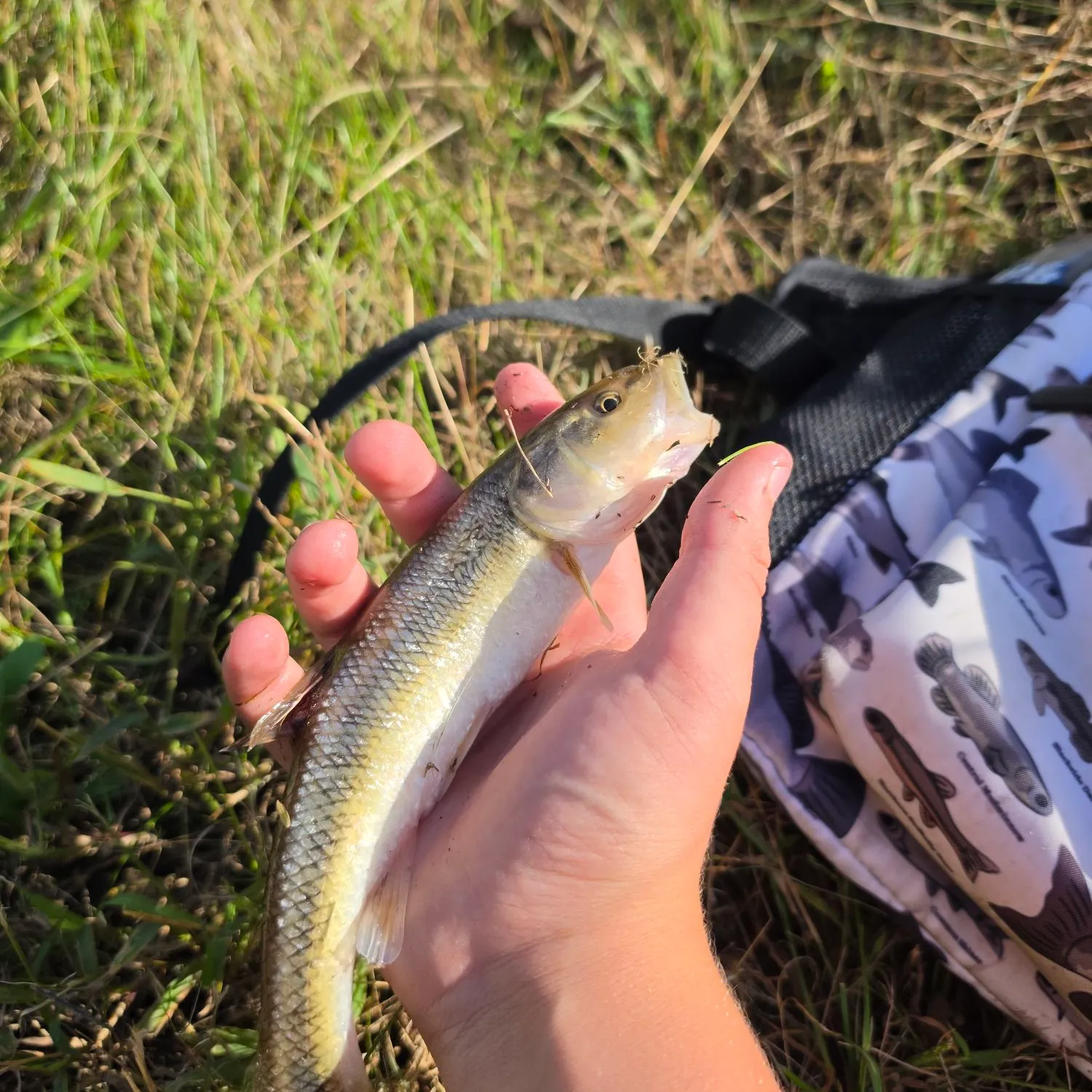 Creek chub caught on Fishbrain