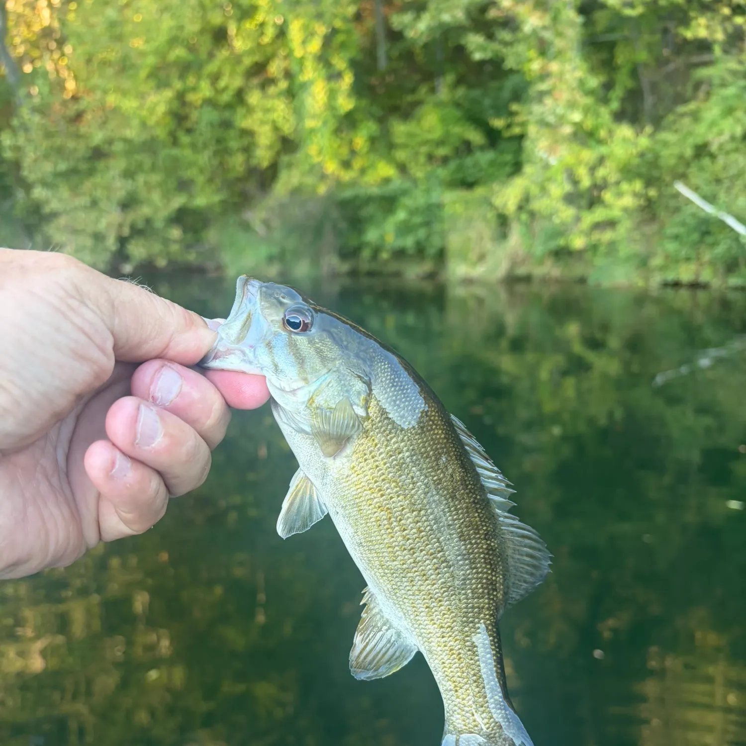 Smallmouth bass caught on Fishbrain