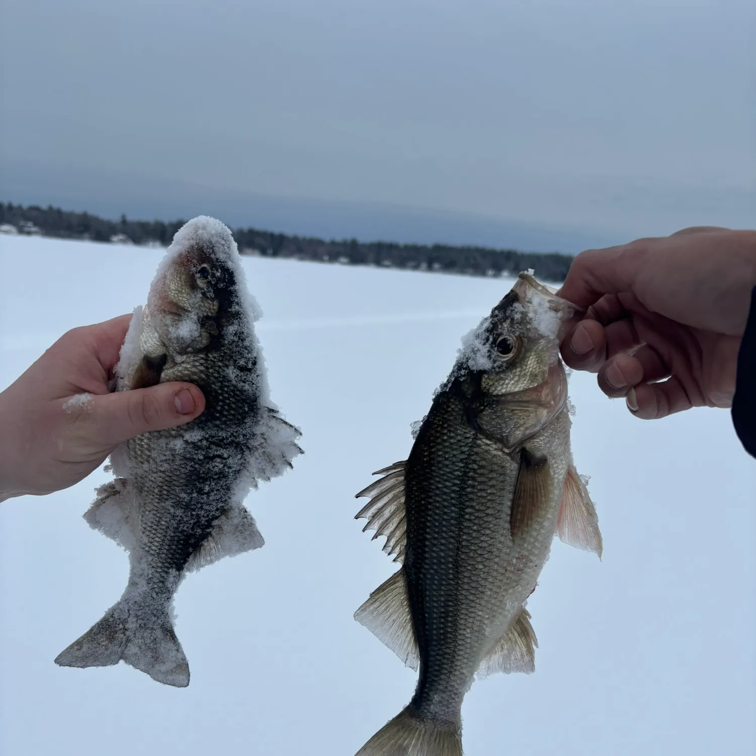 The most recent White perch catches on Fishbrain