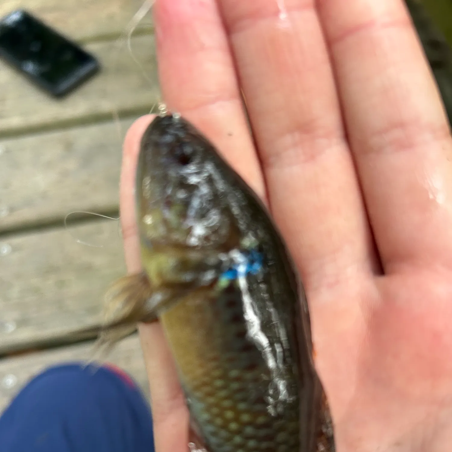 The most recent Fat Sleeper catches on Fishbrain